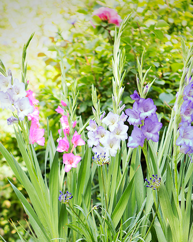 GLADIOLUS PASTEL MIX 100 kusov Novinka